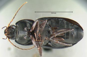 Media type: image;   Entomology 600332 Aspect: habitus ventral view
